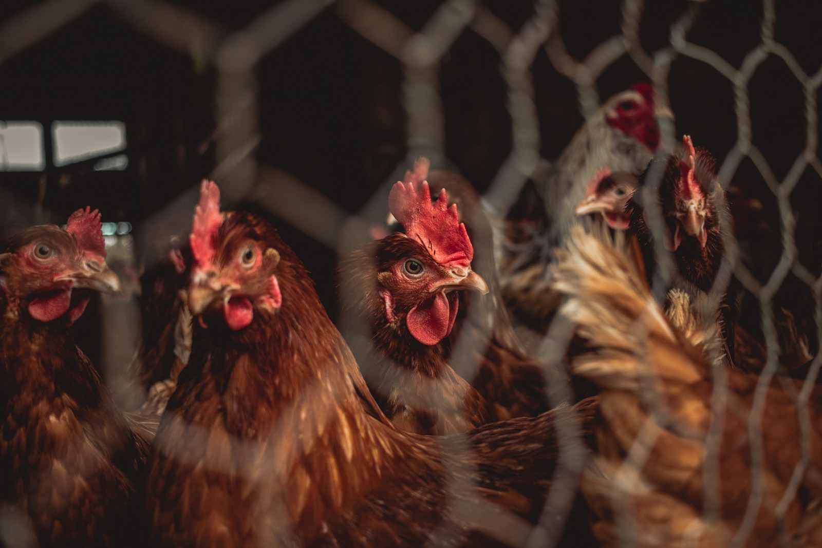 The key to reducing food waste is… chickens??